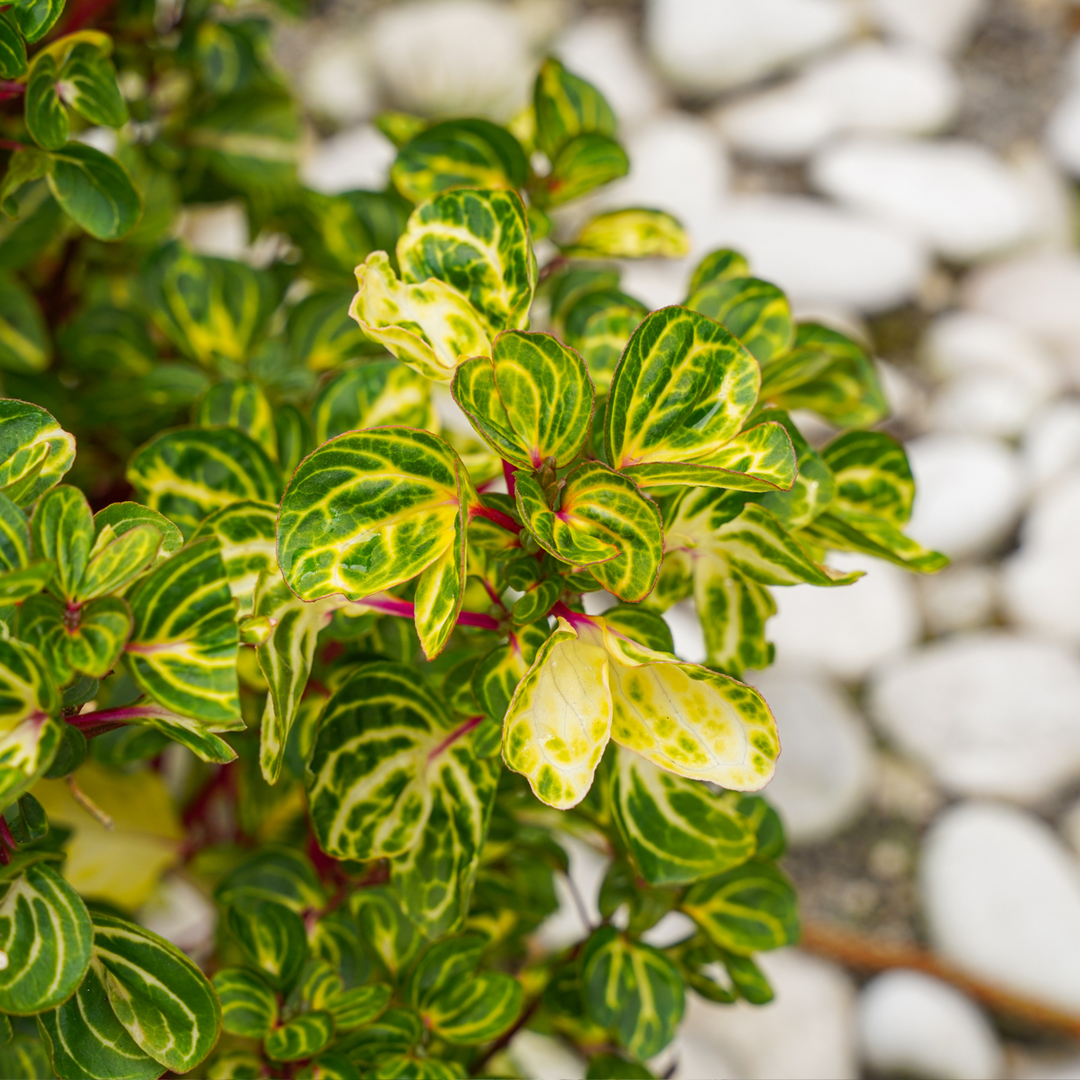 Iresine Herbsti 'Yellow' - Set van 2 - Biefstukplant