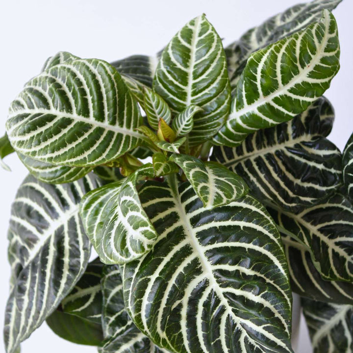 Aphelandra - Set van 2 - Zebraplant