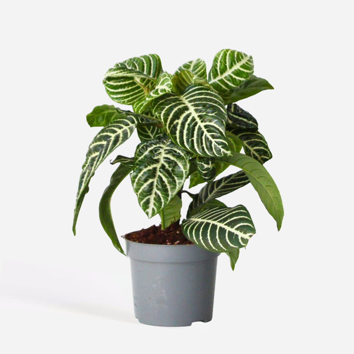 Aphelandra