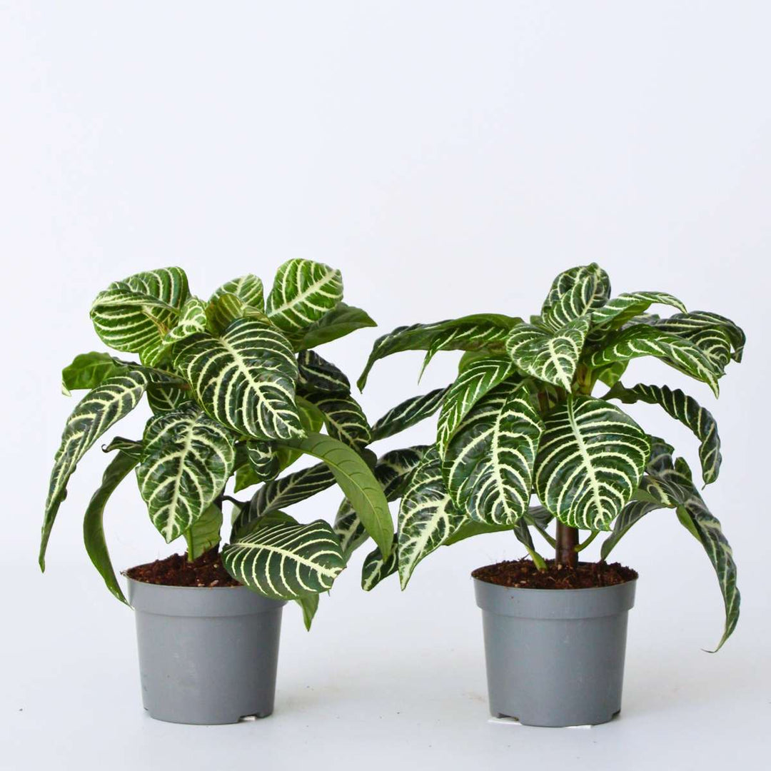 Aphelandra - Set van 2 - Zebraplant