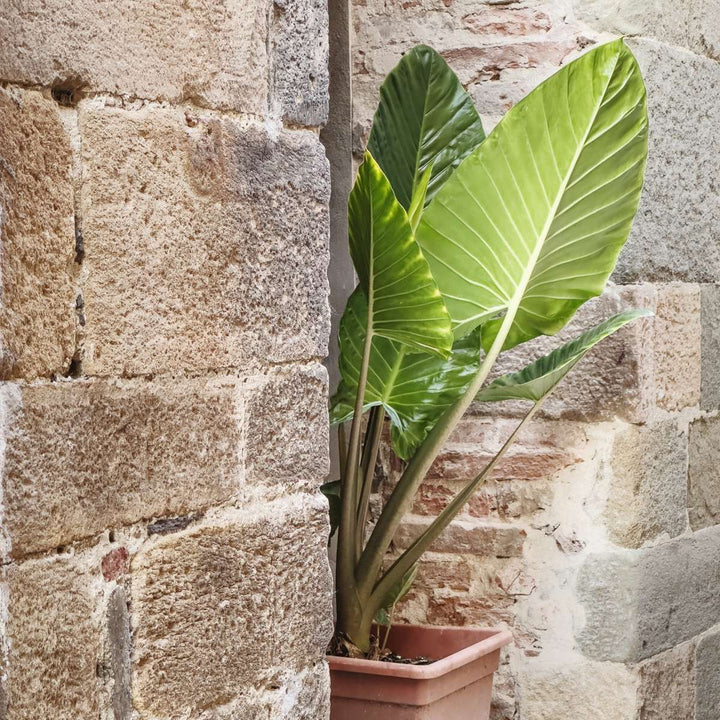 Alocasia 'Odora' - Olifantsoor