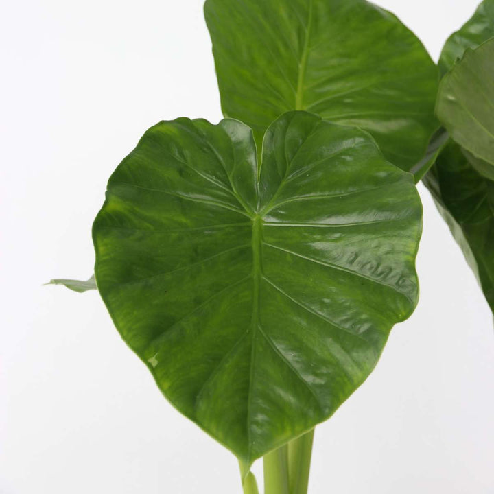 Alocasia 'Odora' - Olifantsoor