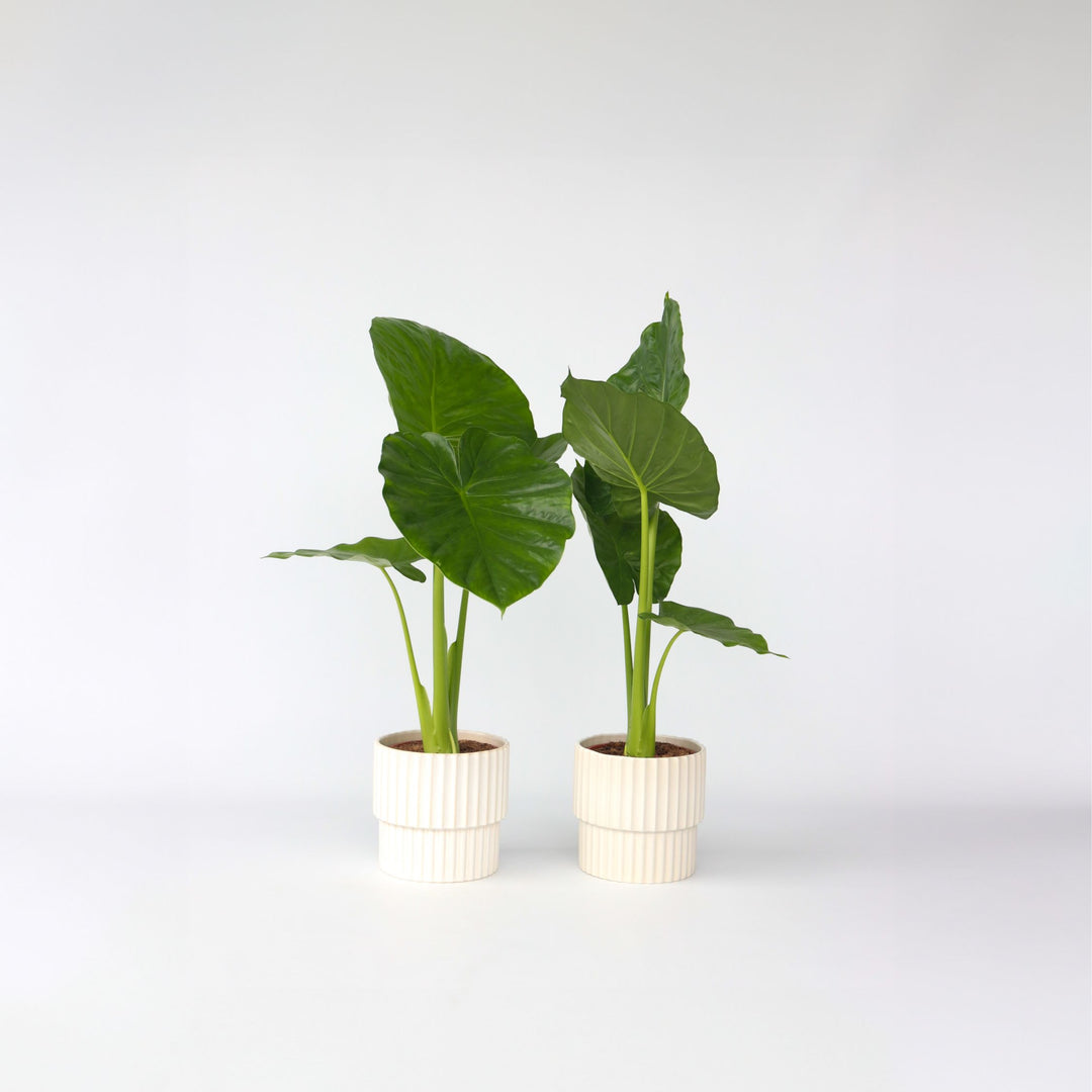 Alocasia Odora - Set van 2 - 'Olifantsoor'