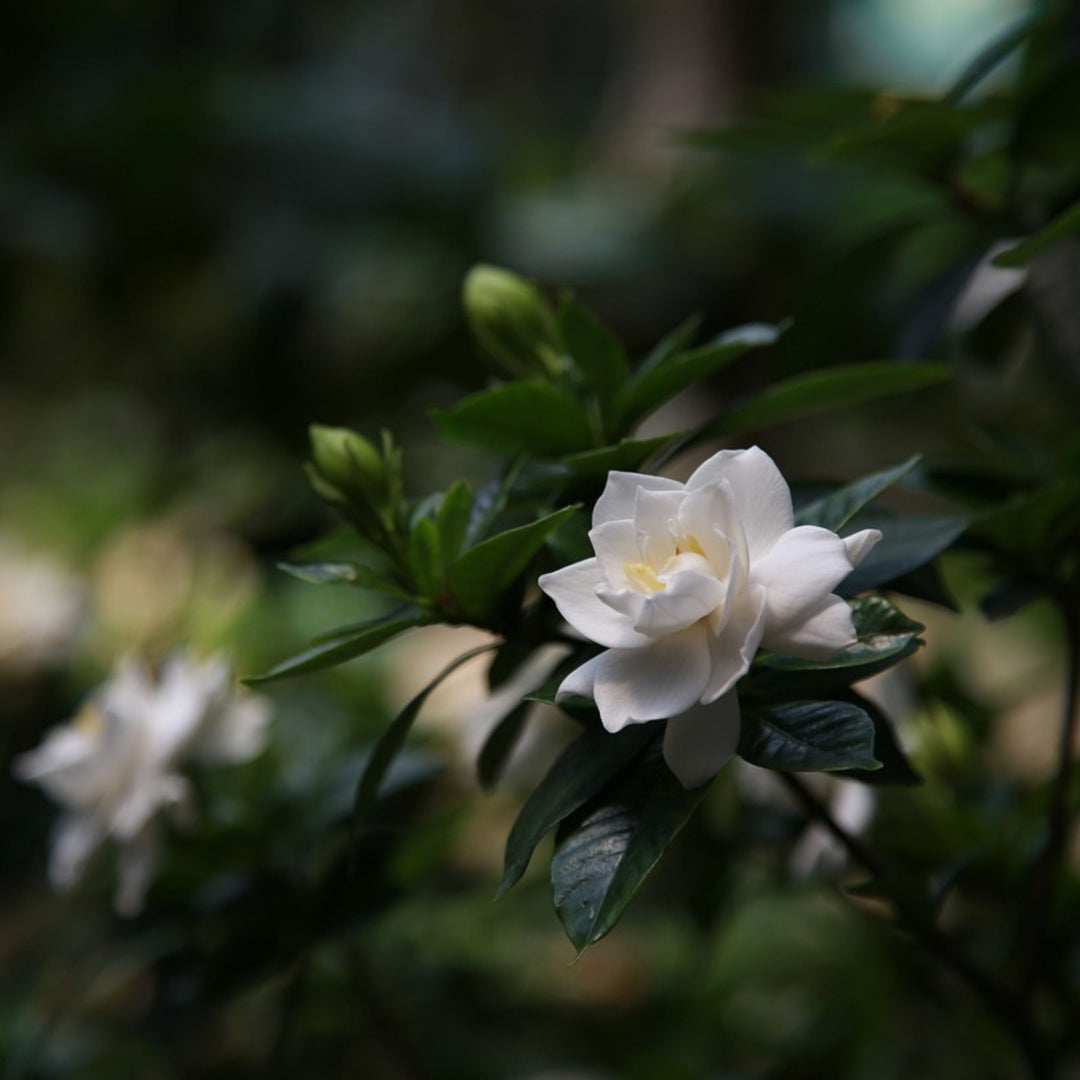 Gardenia Jasminoides - Witte bloemen - Jasmijn