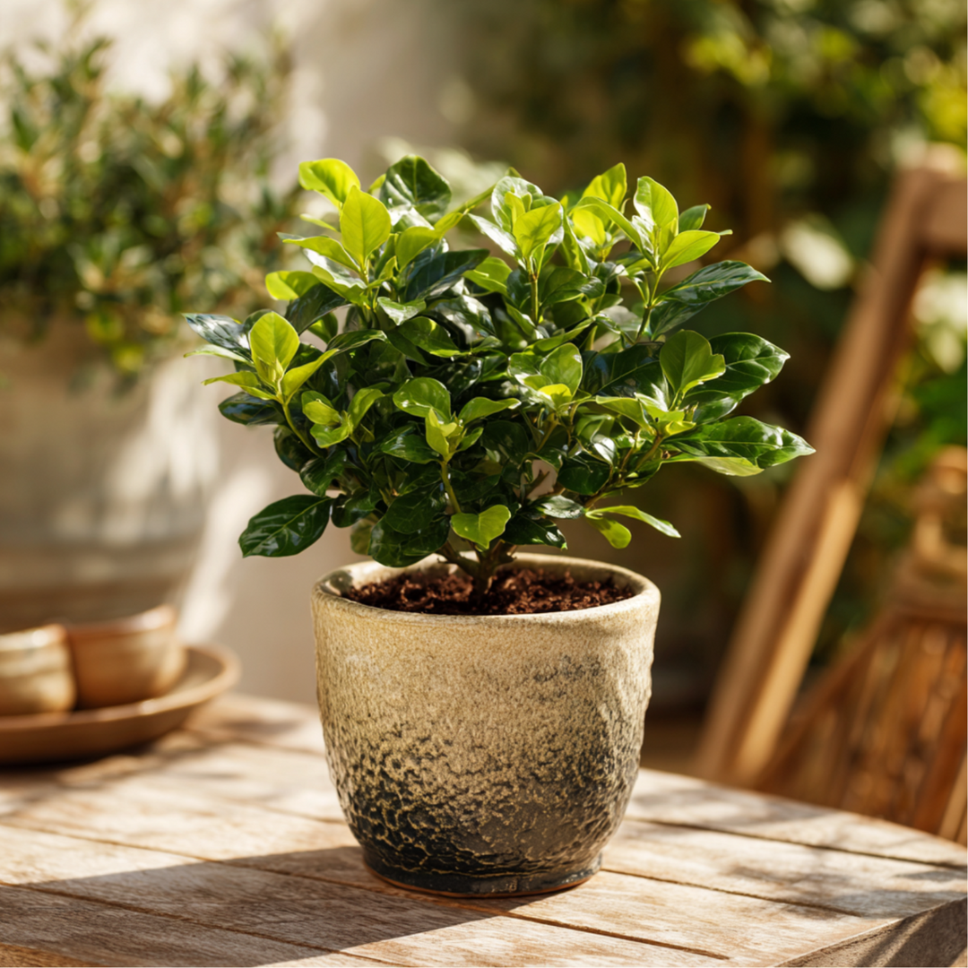 Gardenia Jasminoides - bijeli cvjetovi - jasmin