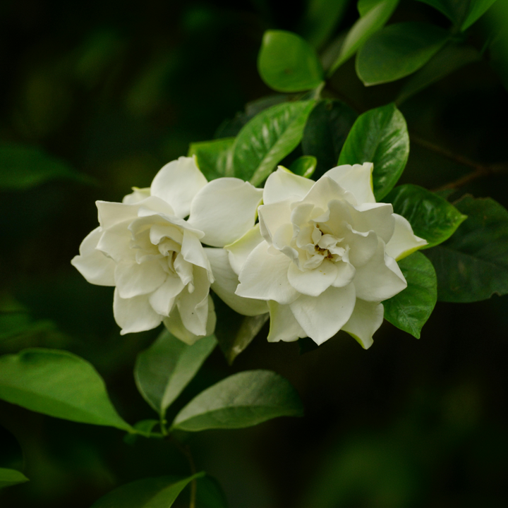 Gardenia Jasminoides - bijeli cvjetovi - jasmin