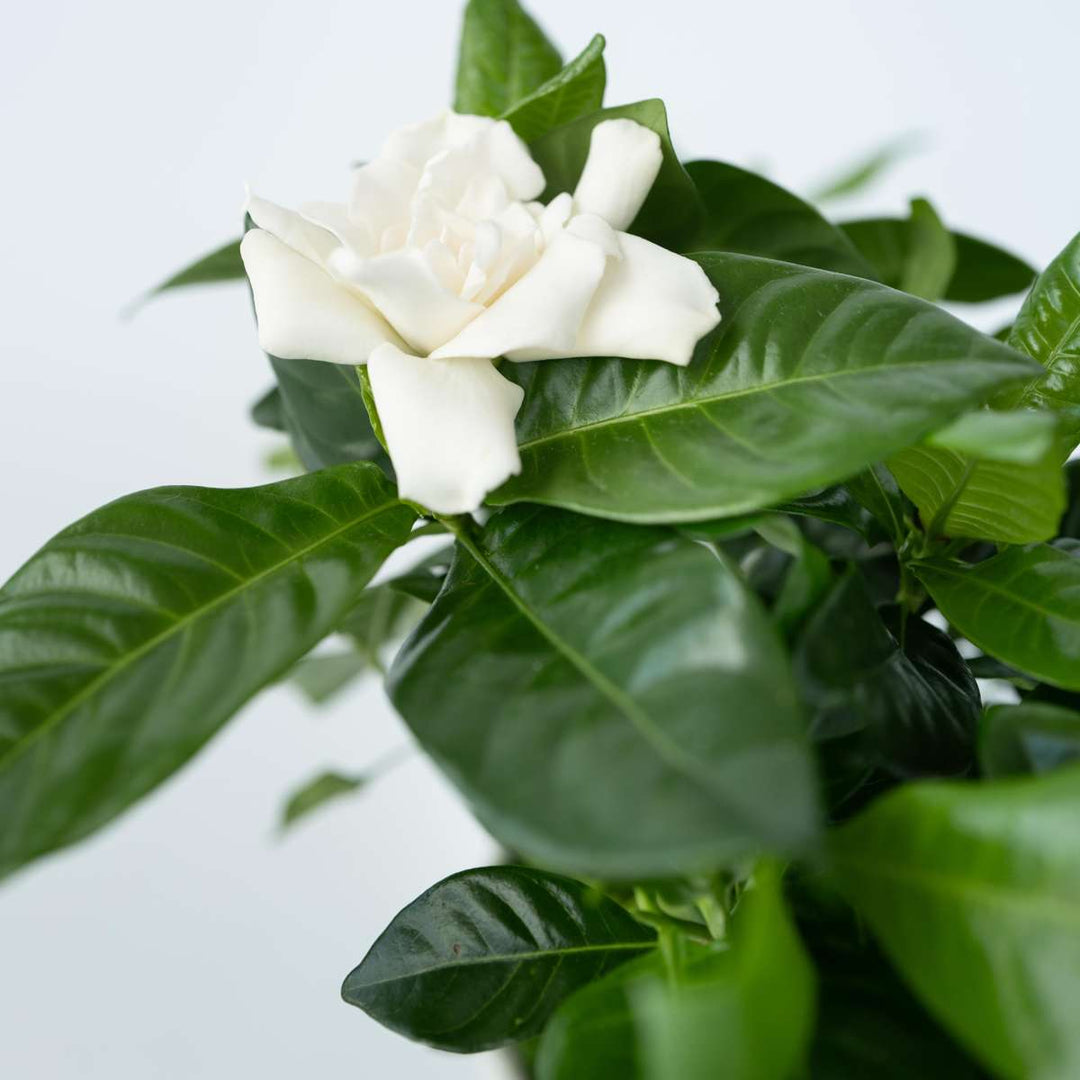 Gardenia Jasminoides - Set van 4 - Jasmijn