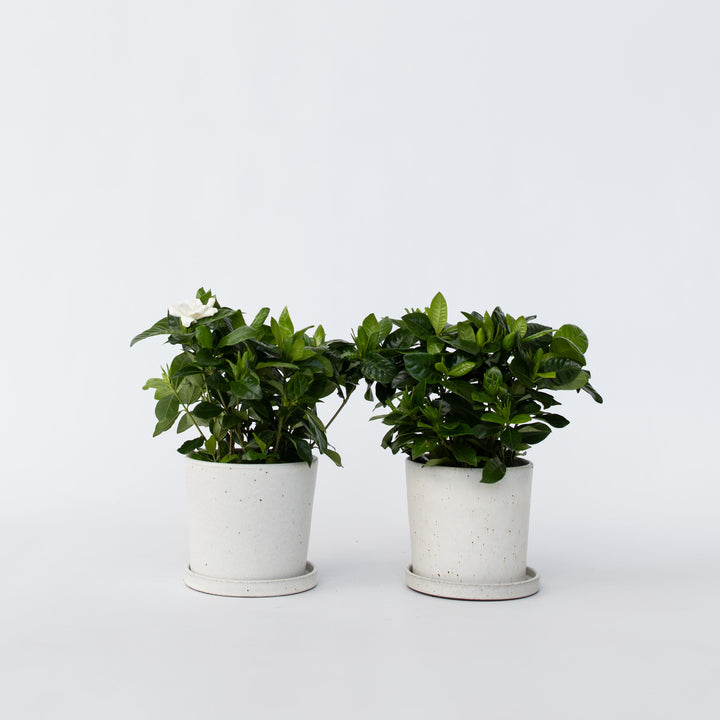 Gardenia Jasminoides - Set van 4 - Jasmijn