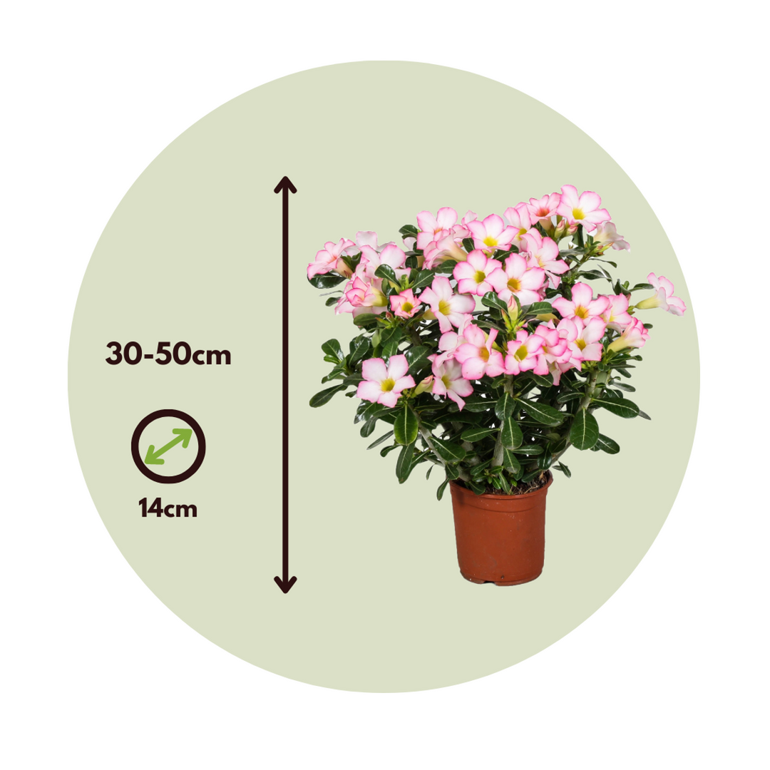 Adenium roseum - Pustinjska ruža