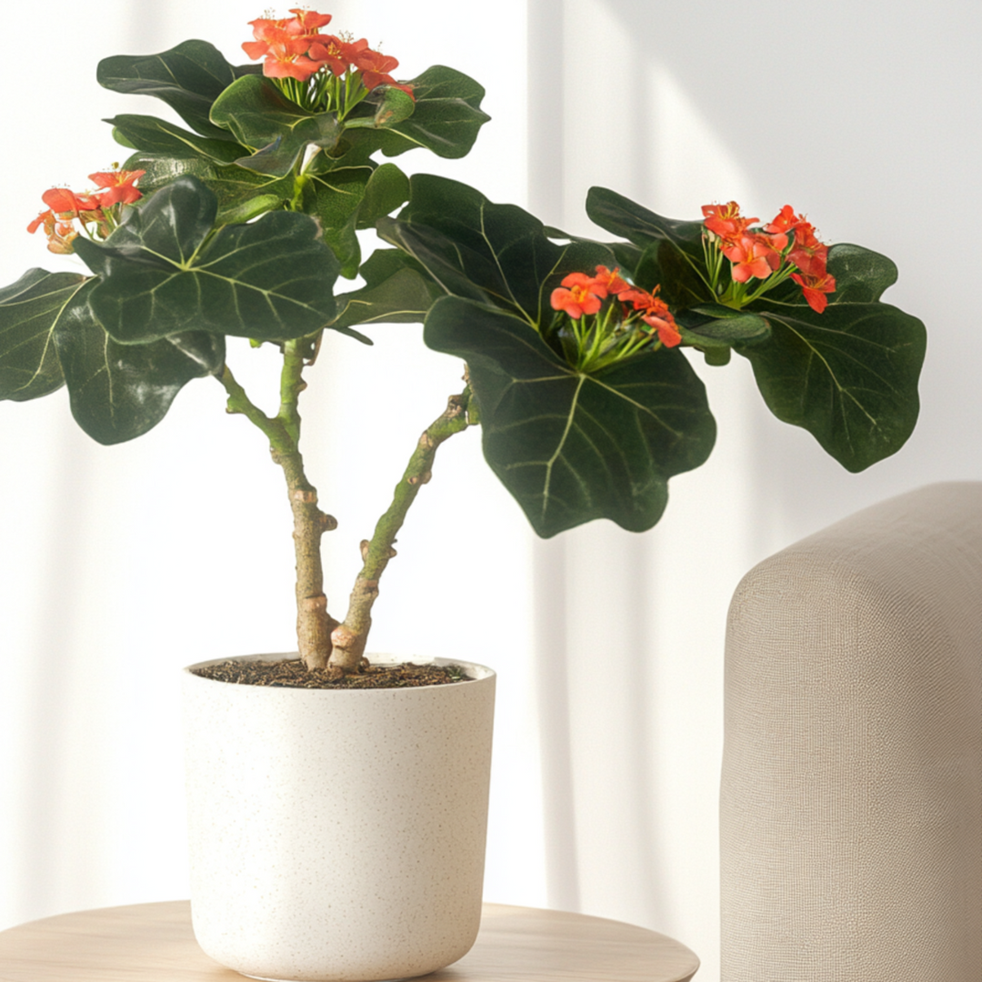 Jatropha Podagrica - Set van 2 - Kamerplant