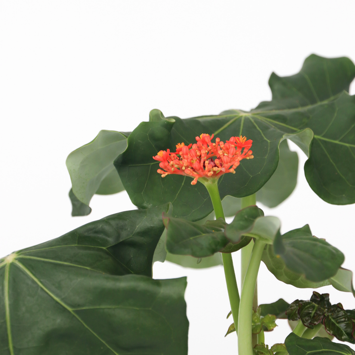 Jatropha Podagrica - Set van 2 - Kamerplant