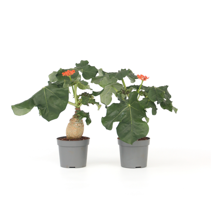 Jatropha Podagrica - Set van 2 - Kamerplant