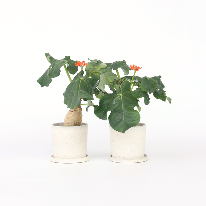 Jatropha Podagrica - Set van 2 - Kamerplant