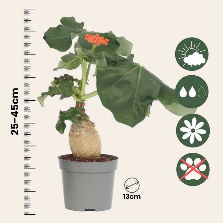 Jatropha Podagrica - Set van 2