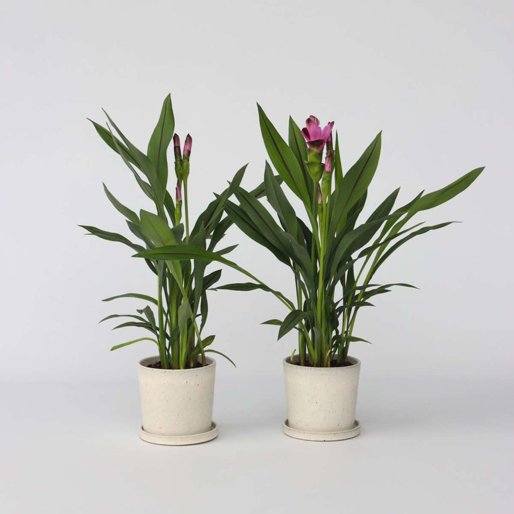 Curcuma 'Al Siam Supreme' - Set van 2 – FloraStore