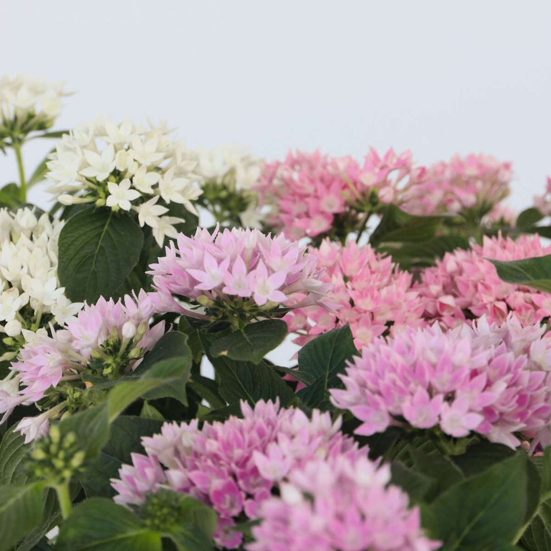 Starcluster Pentas - Rubiaceae - Směs 3 kusů - FloraStore