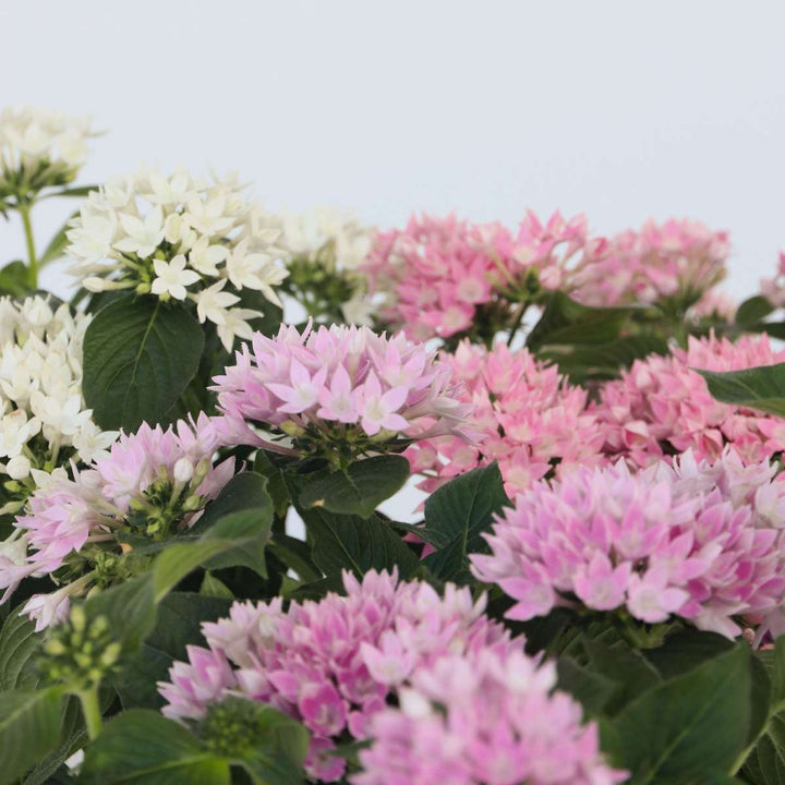 Starcluster Pentas - Rubiaceae - Směs 3 kusů - FloraStore