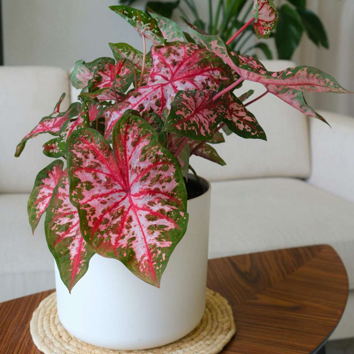 Caladium 'Carolyn Whorton' - Set of 2