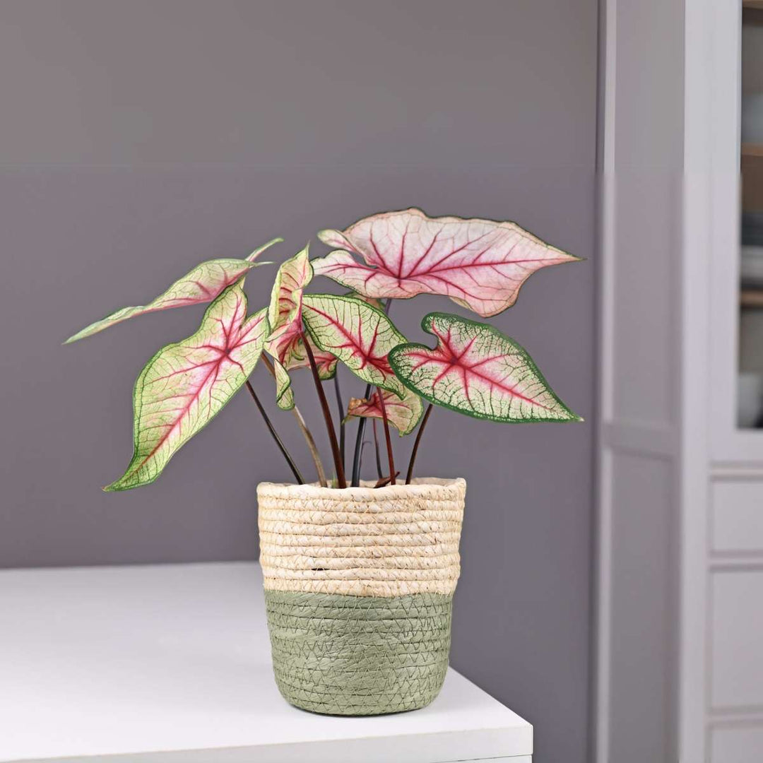 Caladium 'Carolyn Whorton' - Set of 2