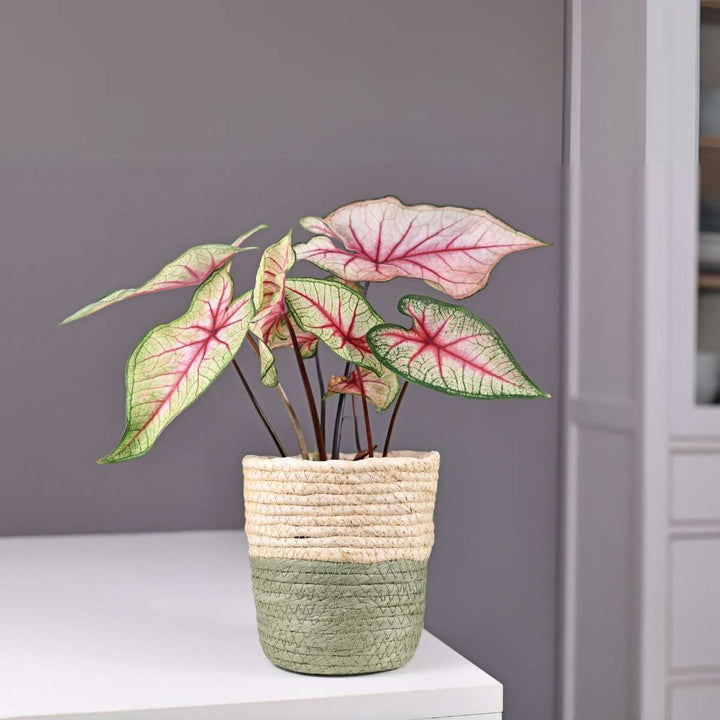 Caladium 'Carolyn Whorton' - Set of 2
