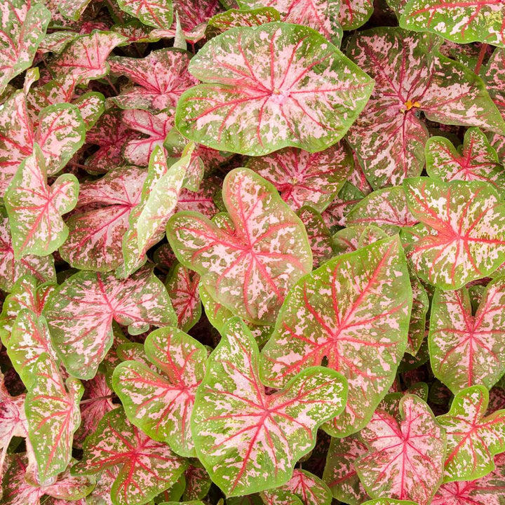 Caladium 'Carolyn Whorton' - Set of 2
