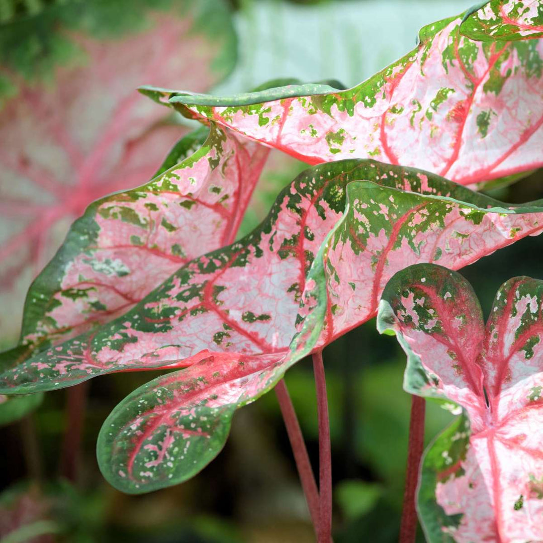 Caladium 'Carolyn Whorton' - Set of 2