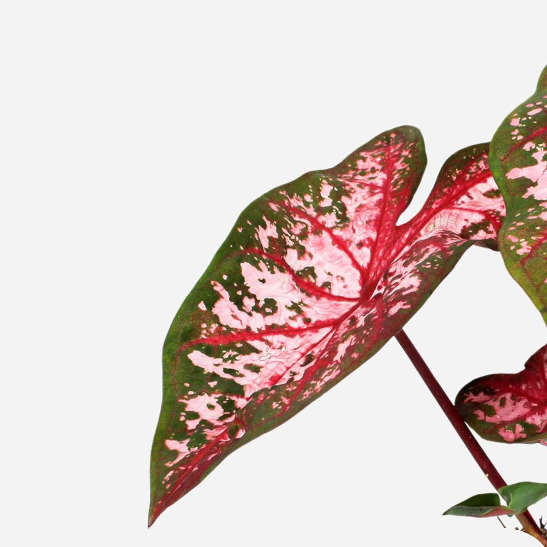 Caladium 'Carolyn Whorton'