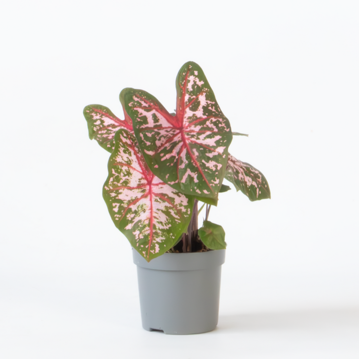 Caladium 'Carolyn Whorton'