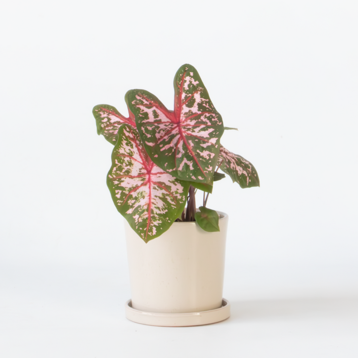 Caladium 'Carolyn Whorton'