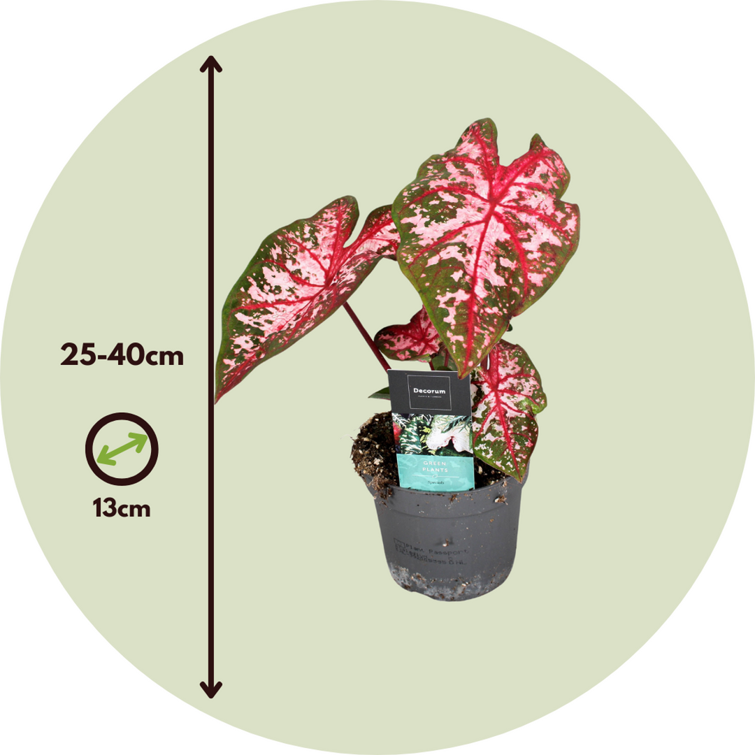 Caladium 'Carolyn Whorton' - Set of 2