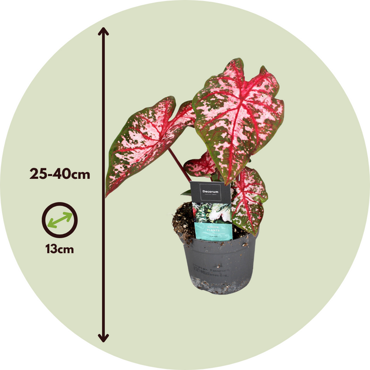 Caladium 'Carolyn Whorton' - Set of 2
