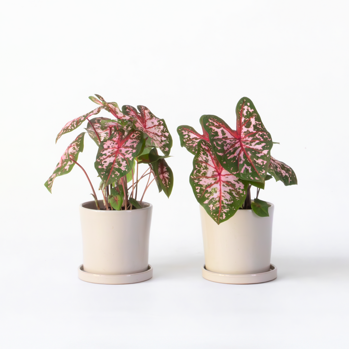 Caladium 'Carolyn Whorton' - set od 2 komada