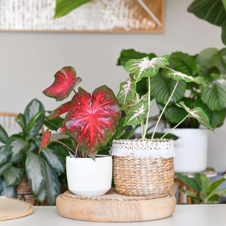 Kaladij 'Carnaval' - FloraStore