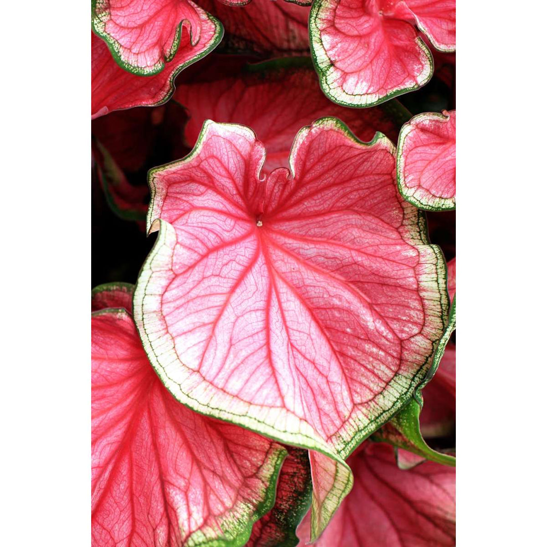 Kaladij 'Carnaval' - FloraStore