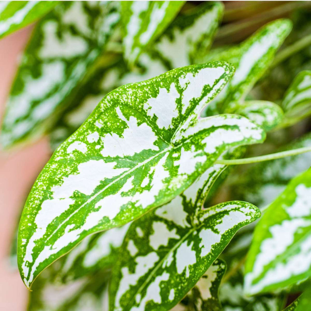 Kaladij 'Carnaval' - FloraStore