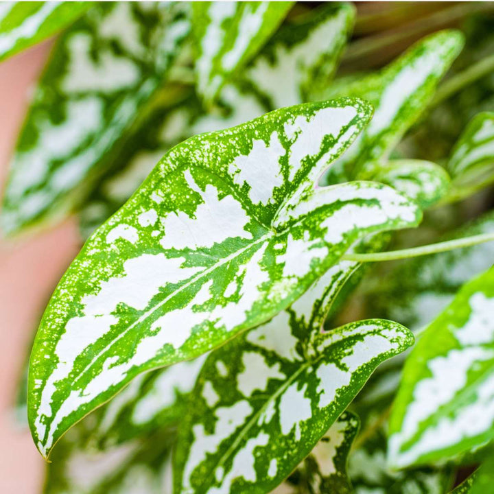 Kaladij 'Carnaval' - FloraStore