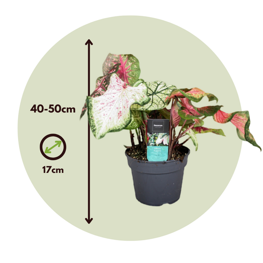 Kaladij 'Carnaval' - FloraStore