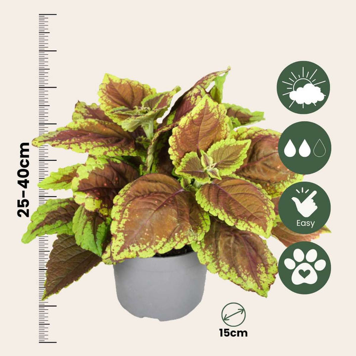 Coleus - Brandnetelplant - Mix van 3