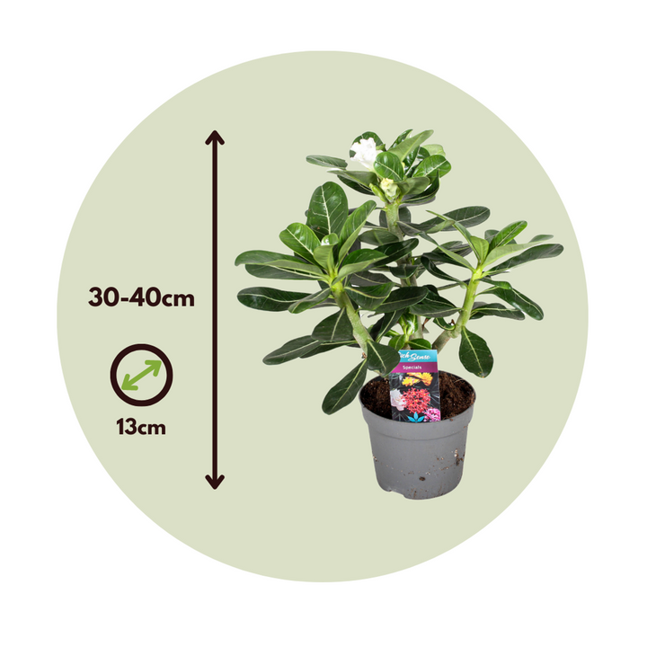 Adenium obesum - Bijela - Pustinjska ruža