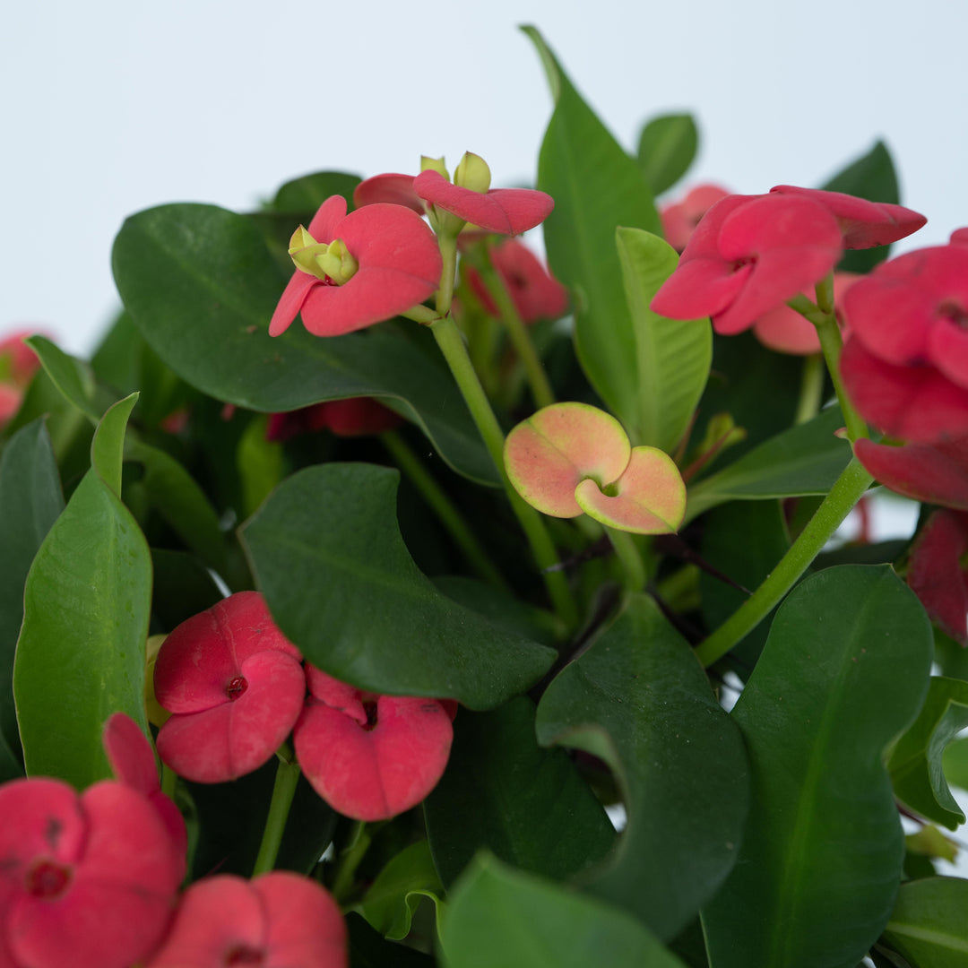 Euphorbia Milii - Christusdoorn - Vetplant