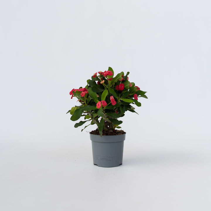 Euphorbia Milii - Christusdoorn - Vetplant