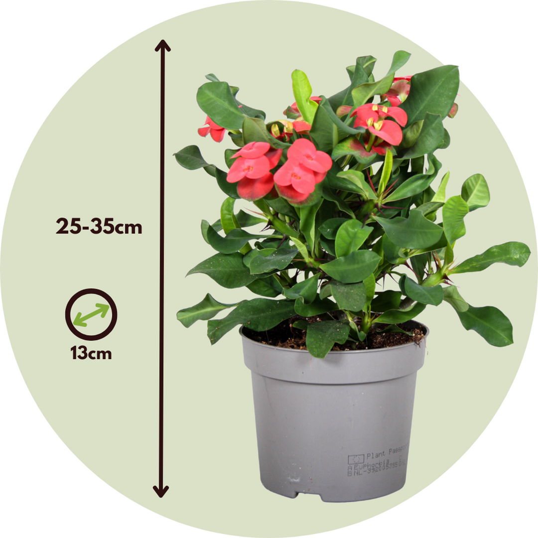 Euphorbia Milii - Christusdoorn - Vetplant