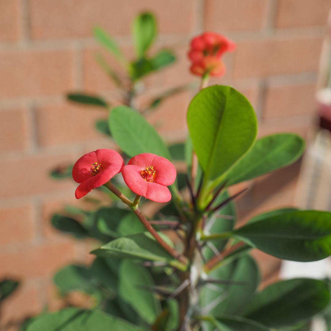 Euphorbia Milii - Set van 2 - Christusdoorn