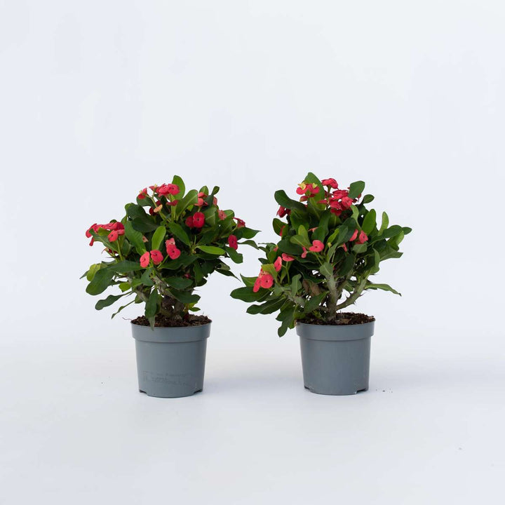 Euphorbia Milii - Set van 2 - Christusdoorn