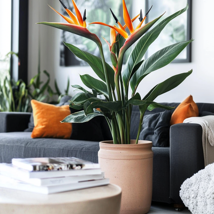 Strelitzia Reginea - Paradijsvogelbloem - Met bloemen