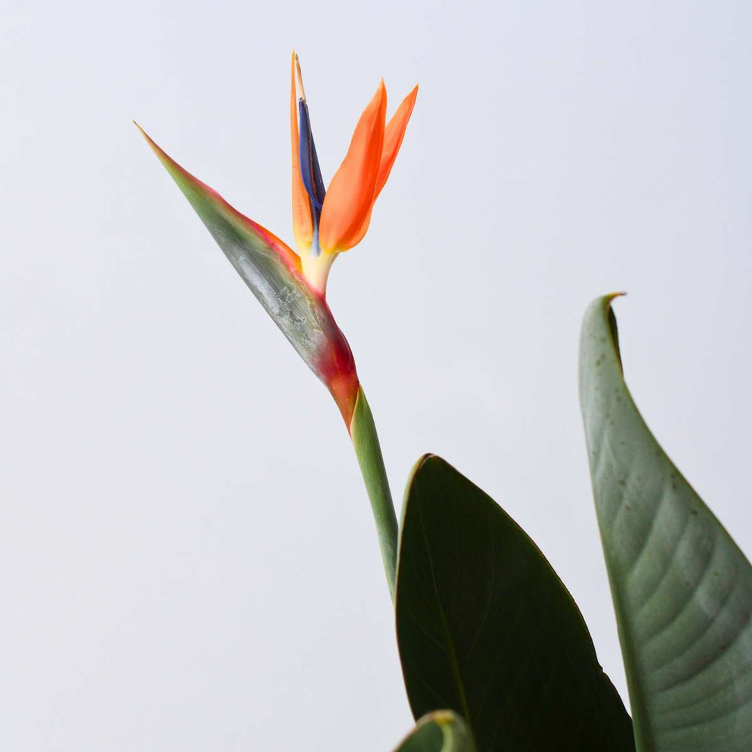 Strelitzia Reginea - Paradijsvogelbloem - Met bloemen