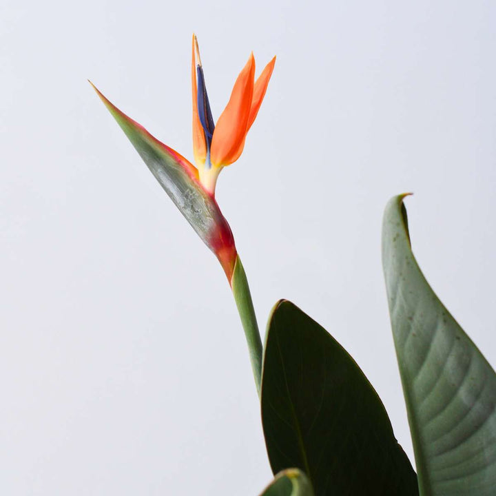 Strelitzia Reginea - Paradijsvogelbloem - Met bloemen