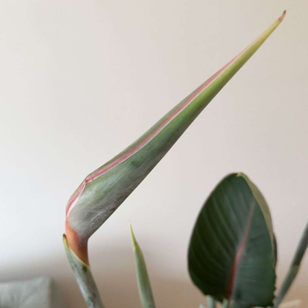 Strelitzia Reginea - Paradijsvogelbloem - Met bloemen