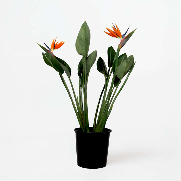 Strelitzia Reginea - Paradijsvogelbloem - Met bloemen