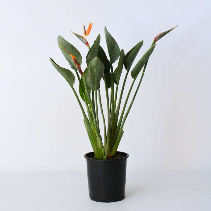Strelitzia Reginea XXL - květ ptáka z rajky - s květem - FloraStore